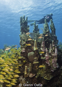 Diver over large pillar coral at Fish Tank in Grand Cayma... by Glenn Ostle 